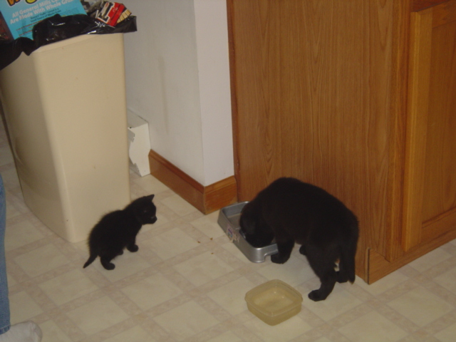 the kids are hungry