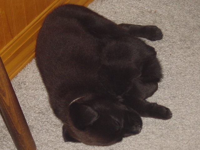 the kids sleeping