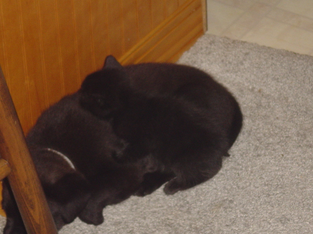 the kids sleeping