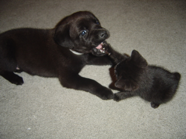 the kids playing
